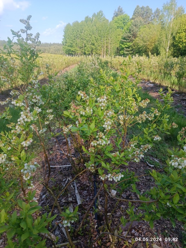 Фермерское хозяйство с плантацией голубики