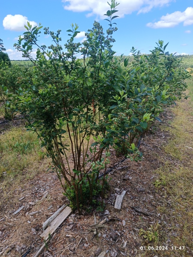Фермерское хозяйство с плантацией голубики
