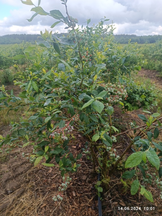Фермерское хозяйство с плантацией голубики