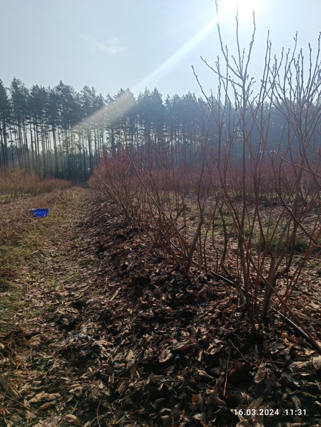 Фермерское хозяйство с плантацией голубики