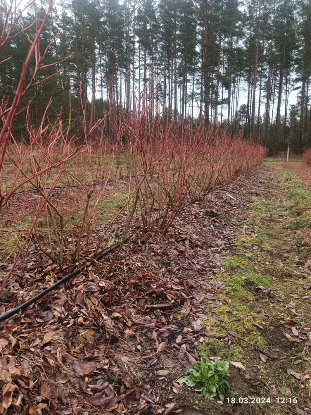 Фермерское хозяйство с плантацией голубики