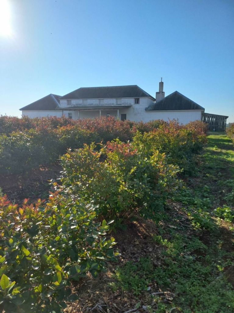 Фермерское хозяйство в Раубичах