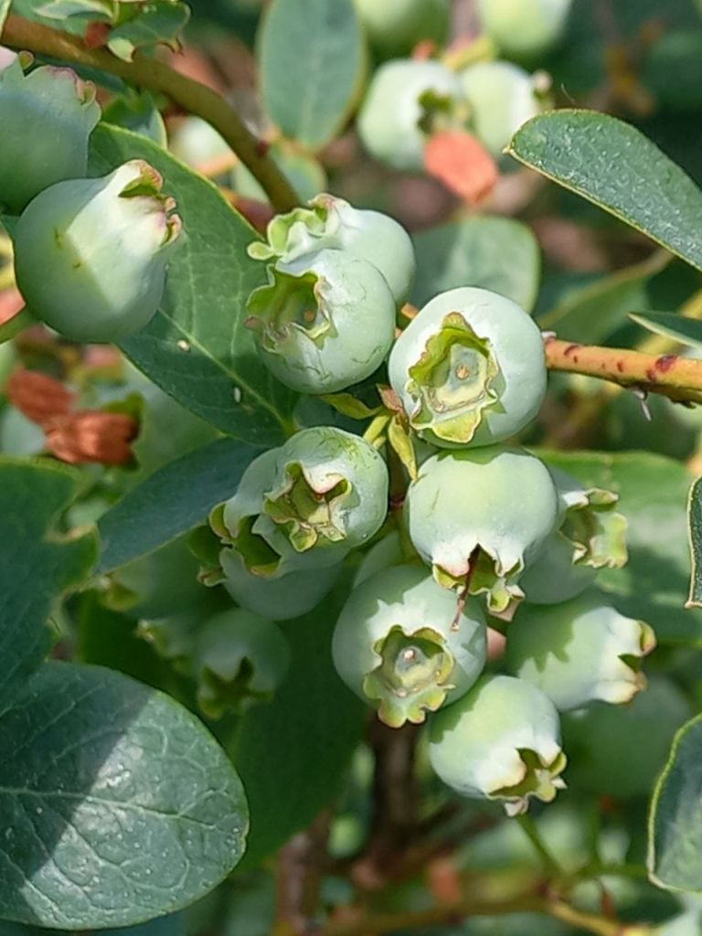 Фермерское хозяйство в Раубичах
