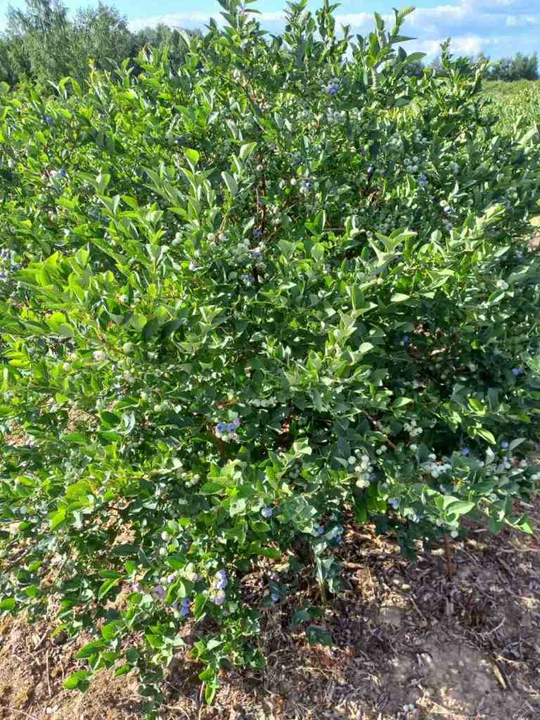 Фермерское хозяйство в Раубичах