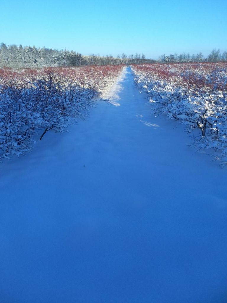 Фермерское хозяйство в Раубичах
