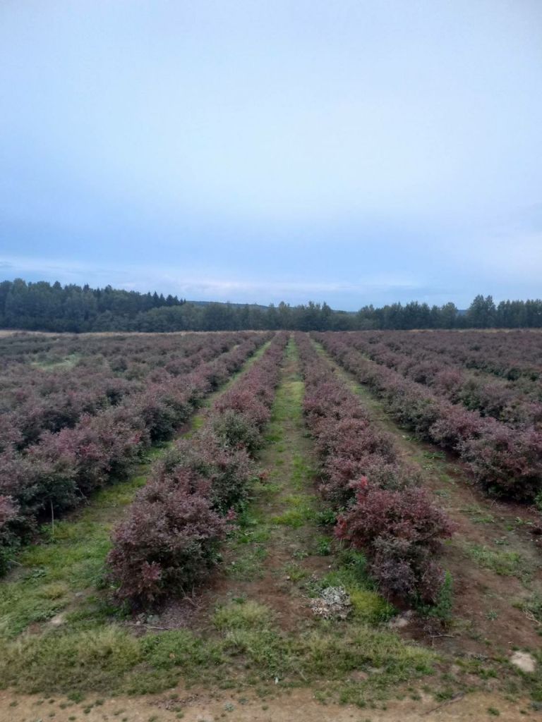 Фермерское хозяйство в Раубичах