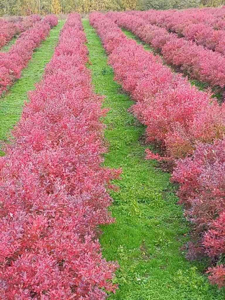 Фермерское хозяйство в Раубичах