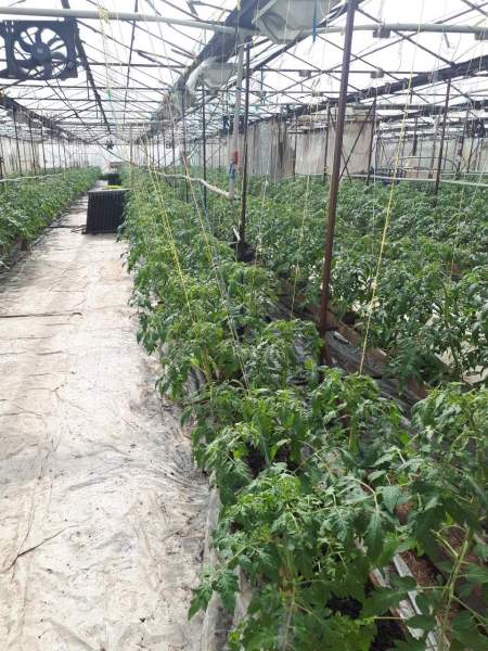 Тепличное хозяйство под Минском с рынком сбыта