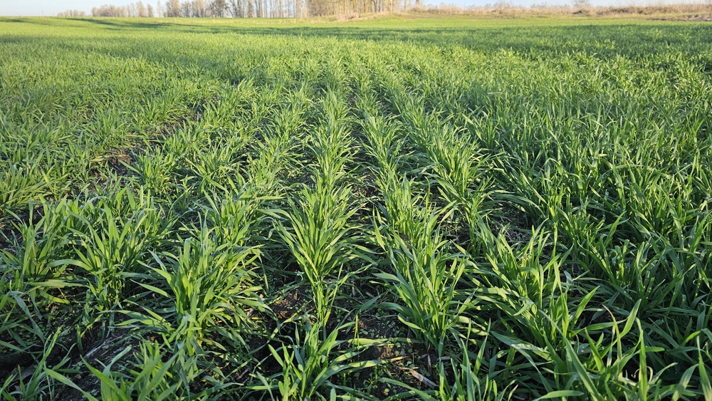 Готовый агробизнес в Гродненской области