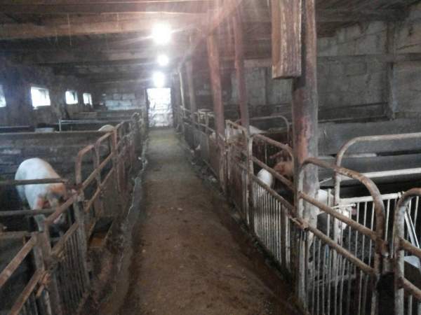 Фермерское хозяйство под Минском