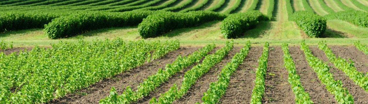 Земля для выращивания сельскохозяйственной продукции